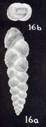 Coryphostoma (?) saidiana McCulloch, 1981 Coryphostoma (?) saidiana McCulloch, 1981