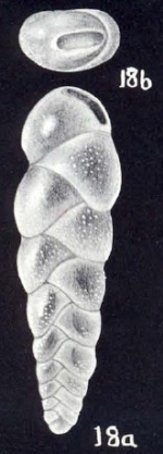 Coryphostoma (?) trinidadensis McCulloch, 1981