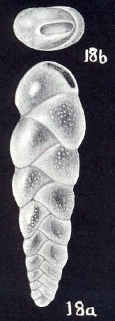 Coryphostoma (?) trinidadensis McCulloch, 1981 Coryphostoma (?) trinidadensis McCulloch, 1981