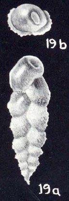 Coryphostoma (?) tortugianum McCulloch, 1981