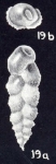 Coryphostoma (?) tortugianum McCulloch, 1981