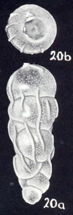 Rectobolivina tobagoensis McCulloch, 1981