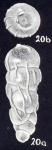 Rectobolivina tobagoensis McCulloch, 1981