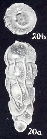 Rectobolivina tobagoensis McCulloch, 1981