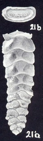 Rectobolivina (?) arubaensis McCulloch, 1981