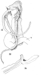 Original description figs. 23-24 Spirostreptus pancratius Attems, 1914