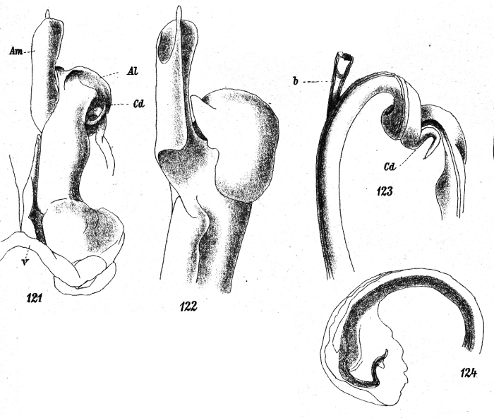 figs. 121-124 Ophistreptus digitulatus (Karsch, 1881) figs. 121-124 Ophistreptus digitulatus (Karsch, 1881)