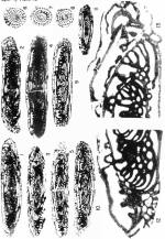 Alaskanella laudoni Skinner & Wilde, 1966