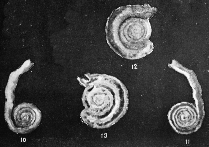 Tolypammina discoidea Trifonova, 1962