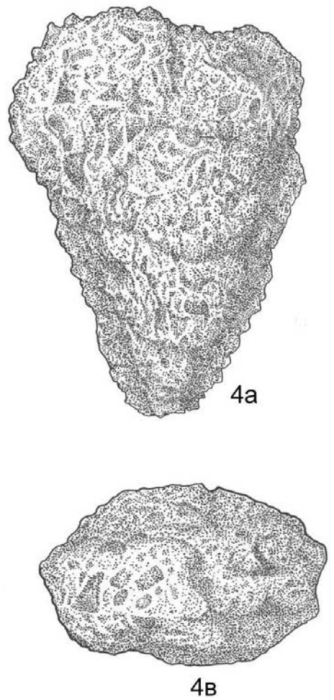 Pseudoverneuilina albica Podobina, 2013
