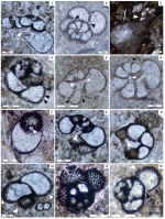 Taanella yukonensis Del Piero, Rigaud & Martini, 2022