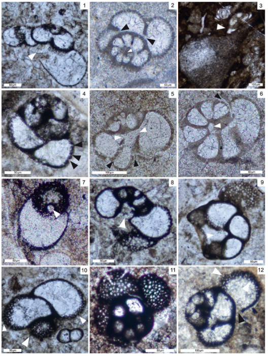 Taanella yukonensis Del Piero, Rigaud &amp; Martini, 2022