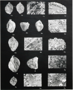 Trifarinella atlantica Watanabe, 1989
