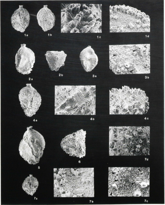 Trifarinella atlantica Watanabe, 1989