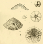 Tetrataxis maxima Schellwien, 1898