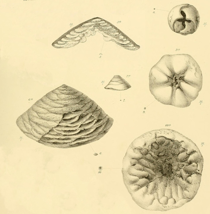 Tetrataxis maxima Schellwien, 1898