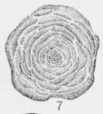 Polytaxis laheei Cushman & Waters, 1928