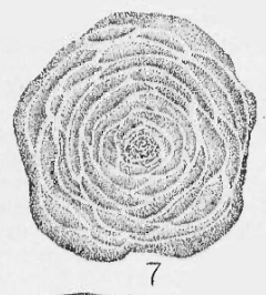 Polytaxis laheei Cushman &amp; Waters, 1928