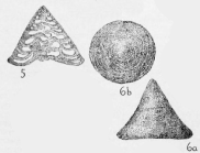 Tetrataxis millsapensis Cushman & Waters, 1928