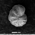 Anomalina popenoei Trujillo, 1960