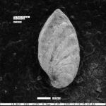 Astacolus onoanus Dailey, 1970