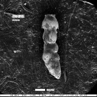 Bifarina douglasi Sliter, 1968