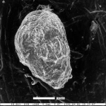 Bulimina carlsoni Mallory, 1959