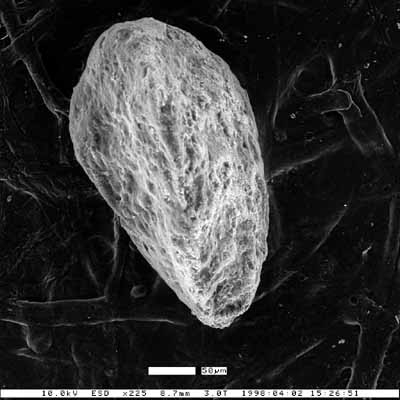 Bulimina minsseni Mallory, 1959