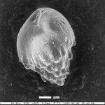 Bulimina pachecoensis Smith, 1957