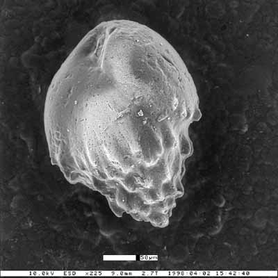 Bulimina pachecoensis Smith, 1957