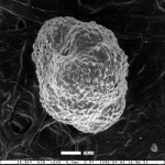 Buliminella christyi Mallory, 1959