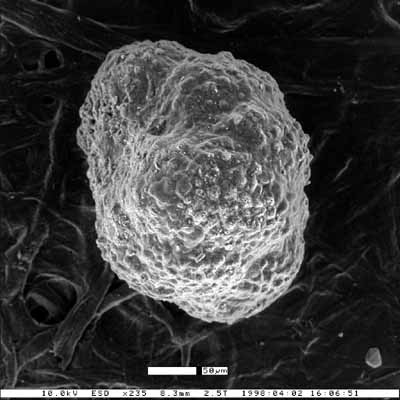 Buliminella christyi Mallory, 1959