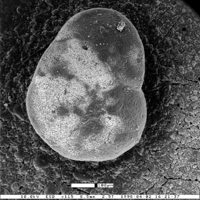 Cancris joaquinensis Smith, 1956