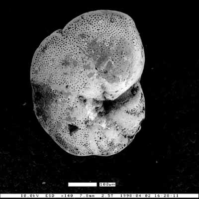 Cancris lippsi Finger, 1992