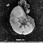 Cancris malloryi Smith, 1957