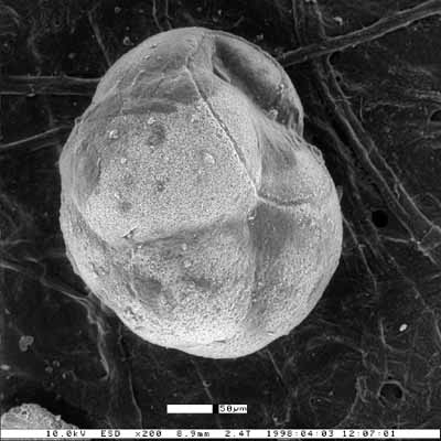 Cassidulina kernensis Smith, 1956