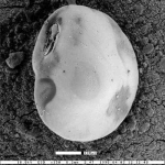 Cassidulina translucens var. natlandi Haller, 1980