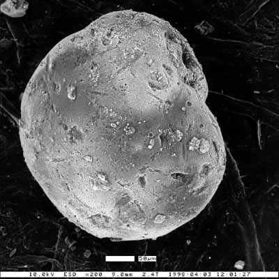 Cassidulina crassipunctata var. watermanensis Fairchild, Wesendunk &amp; Weaver, 1969