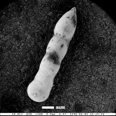 Chrysalogonium californiensis Finger &amp; Lipps, 1990