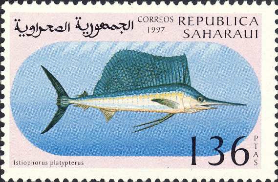 Istiophorus platypterus Istiophorus platypterus