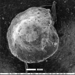 Cibicides pachecoensis Smith, 1957