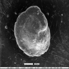 Cribrostomoides californiensis Trujillo, 1960