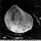 Darbyella hutchesoni Mallory, 1959