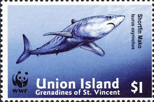 Isurus oxyrinchus Isurus oxyrinchus