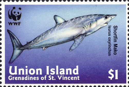 Isurus oxyrinchus Isurus oxyrinchus