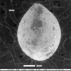 Ellipsoglandulina subobesa Mallory, 1959