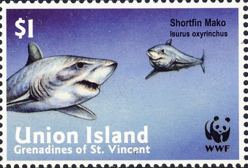 Isurus oxyrinchus Isurus oxyrinchus