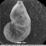 Vaginulinopsis saundersi var. panamaensis Blacut & Kleinpell, 1969