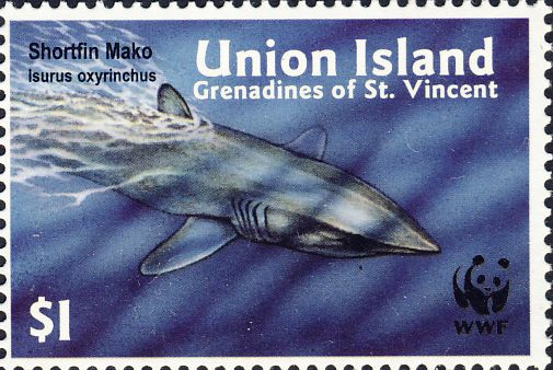 Isurus oxyrinchus Isurus oxyrinchus