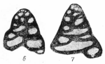Tetrataxis angusta Vissarionova, 1948